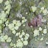 Bacidia viridifarinosa